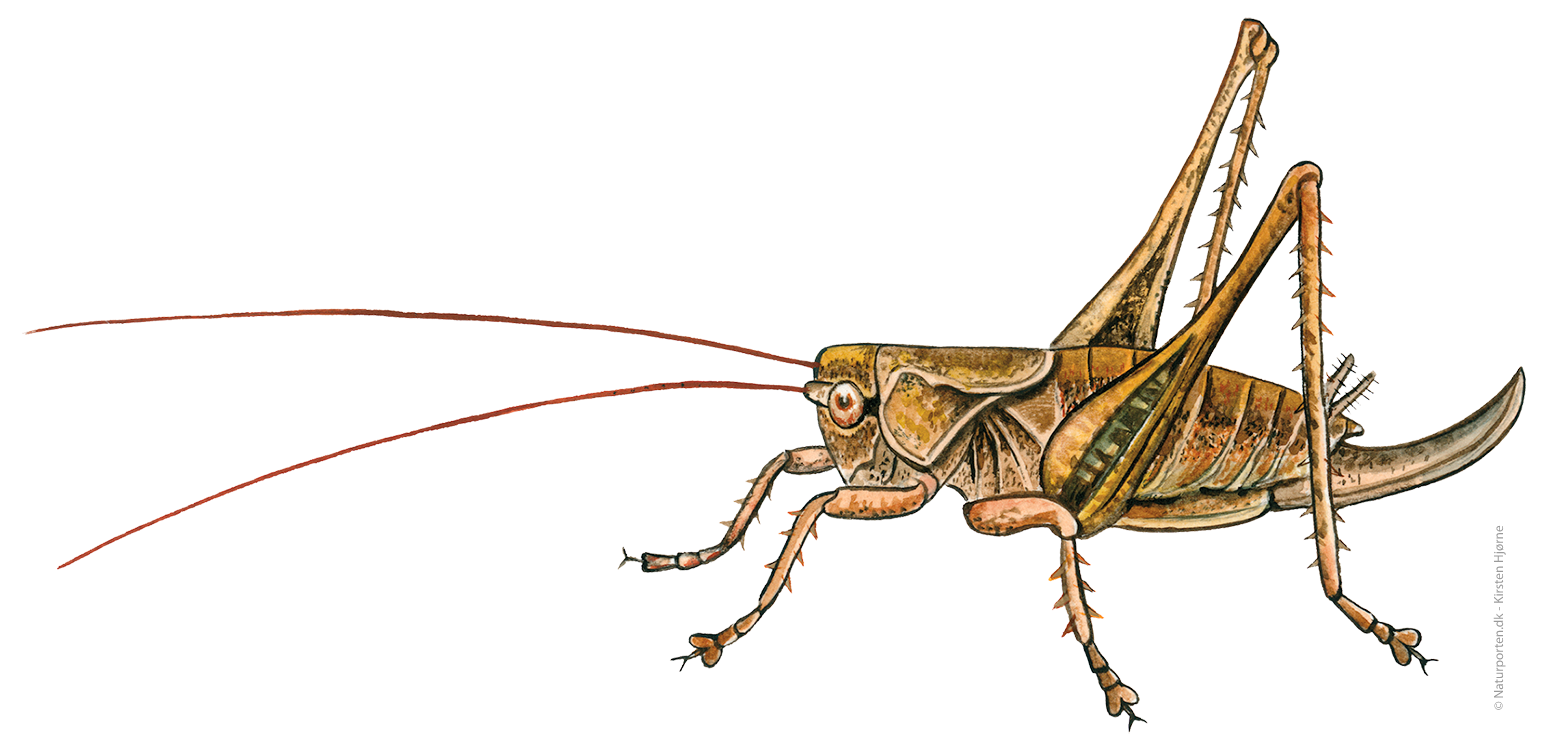 Buskgræshoppe  © Naturporten - Kirsten Hjørne