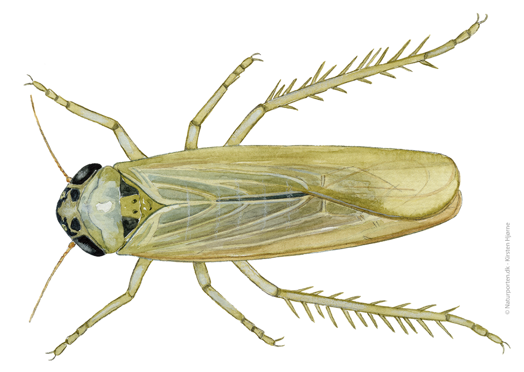 Grøn bladspringer  © Naturporten - Kirsten Hjørne