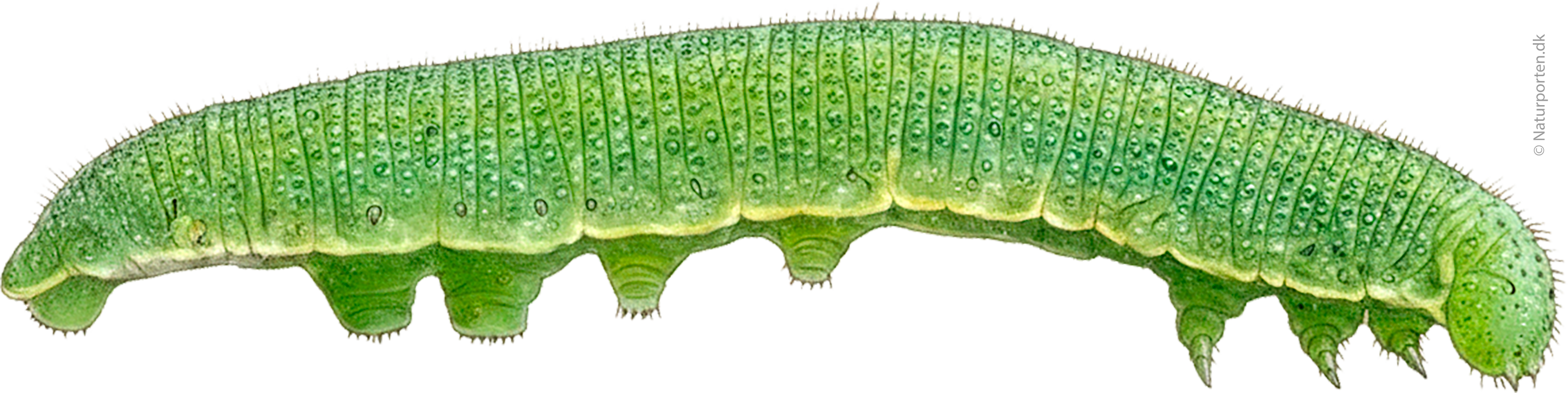 Citronsommerfugl larve © Kirsten Hjørne