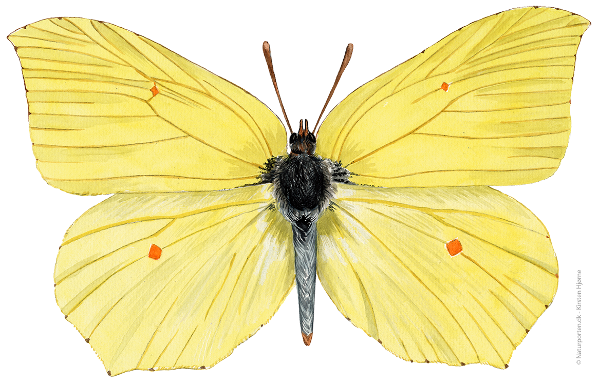 Citronsommerfugl  © Naturporten - Kirsten Hjørne