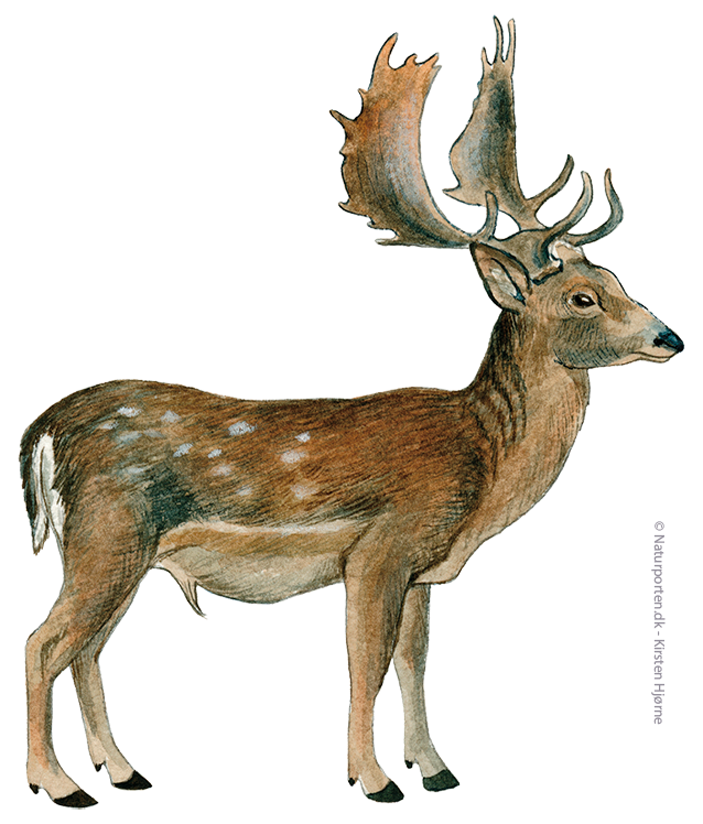 Dådyr han © Naturporten - Kirsten Hjørne