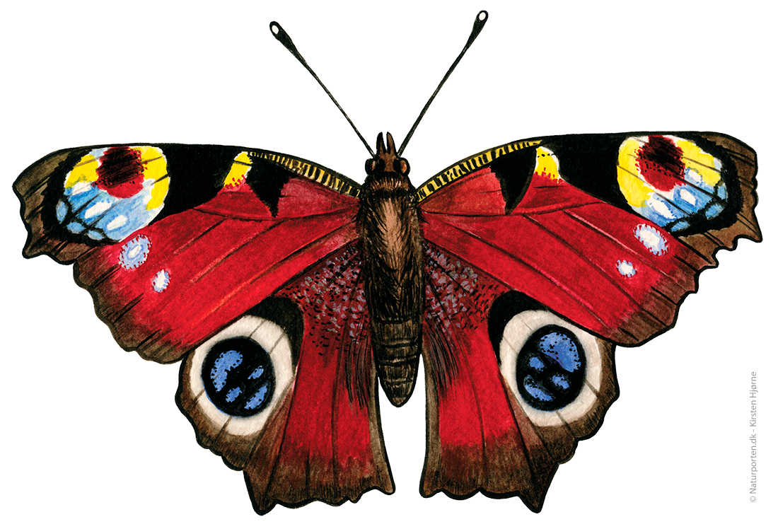 Dagpåfugleøje  © Naturporten - Kirsten Hjørne