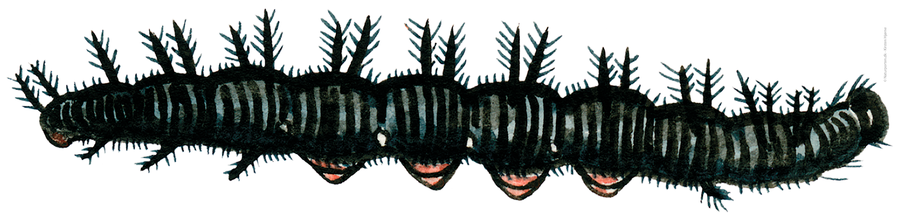 Dagpåfugleøje larve  © Naturporten - Kirsten Hjørne