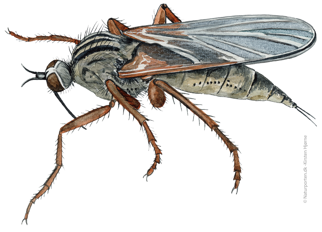 Stor danseflue © Naturporten - Kirsten Hjørne