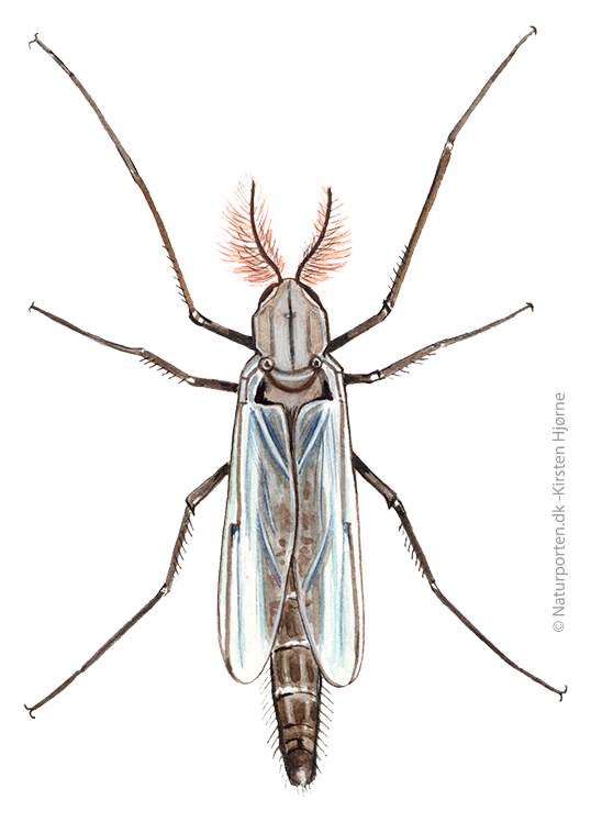 Dansemyg  © Naturporten - Kirsten Hjørne