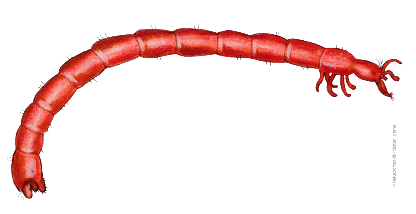 Dansemyg larve  © Naturporten - Kirsten Hjørne