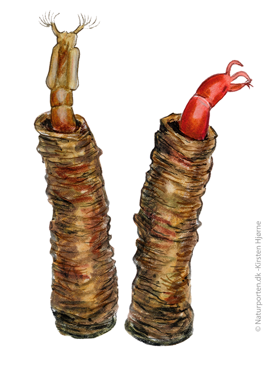 Dansemyg puppe  © Naturporten - Kirsten Hjørne