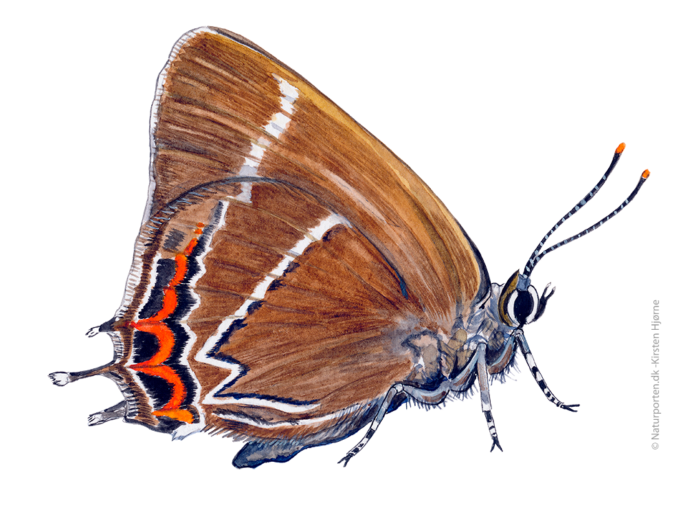 Det hvide W © Naturporten - Kirsten Hjørne