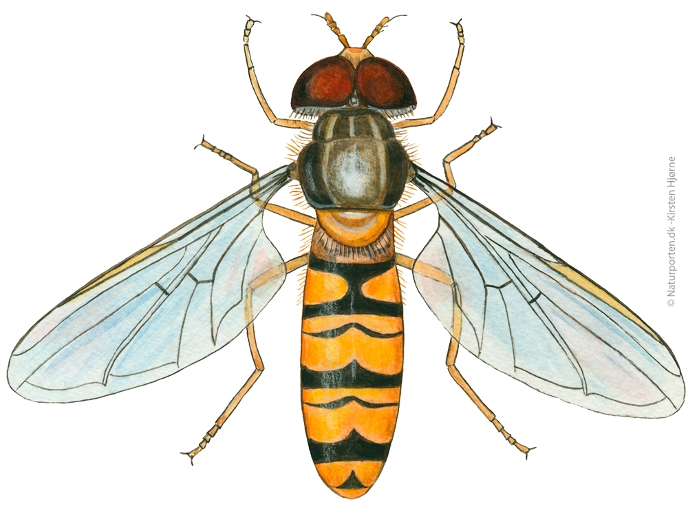 Dobbeltbåndet svirreflue  © Naturporten - Kirsten Hjørne