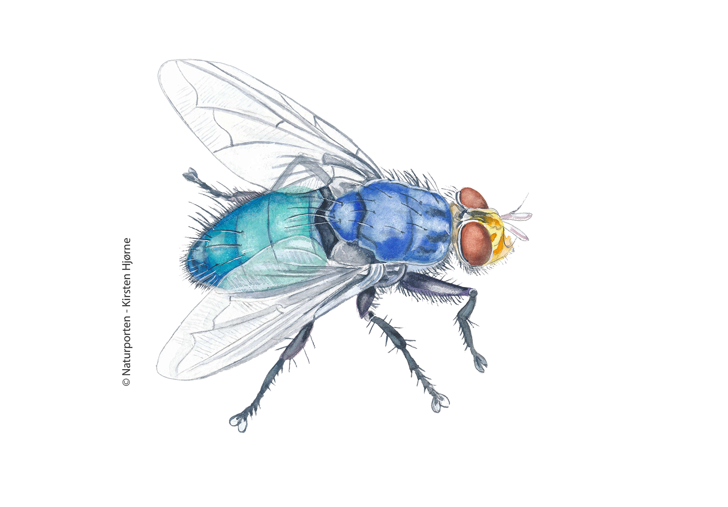 Dødsflue  © Naturporten - Kirsten Hjørne