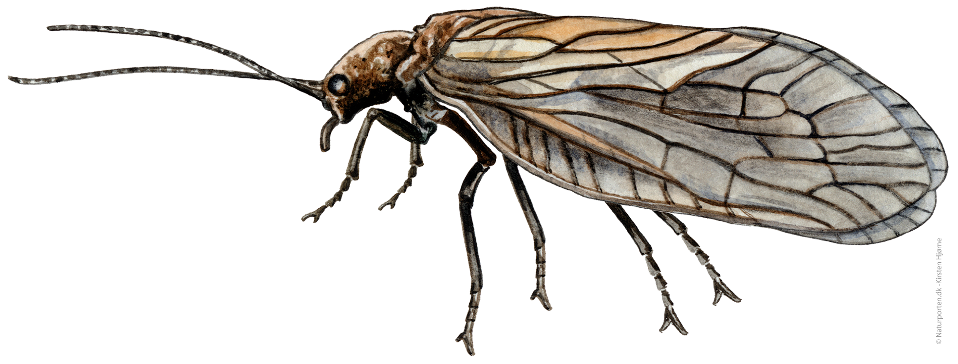 Dovenflue  © Naturporten - Kirsten Hjørne
