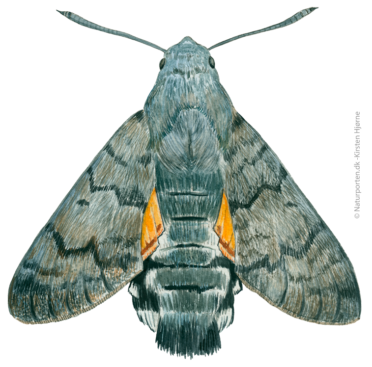 Duehale  © Naturporten - Kirsten Hjørne