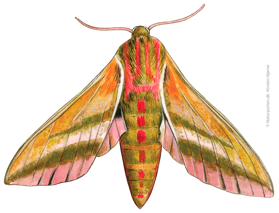 Dueurtsværmer  © Naturporten - Kirsten Hjørne