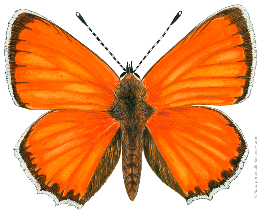 Dukatsommerfugl  © Naturporten - Kirsten Hjørne