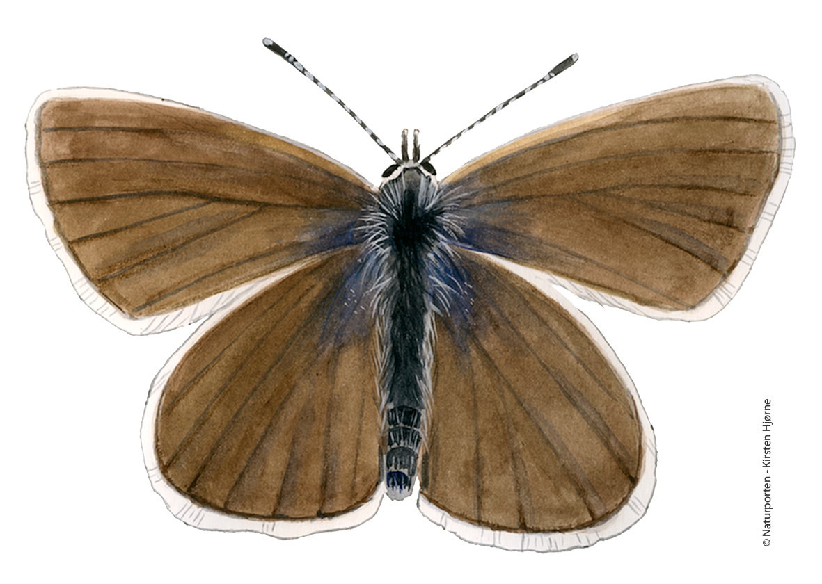 Dværg-blåfugl  © Naturporten - Kirsten Hjørne