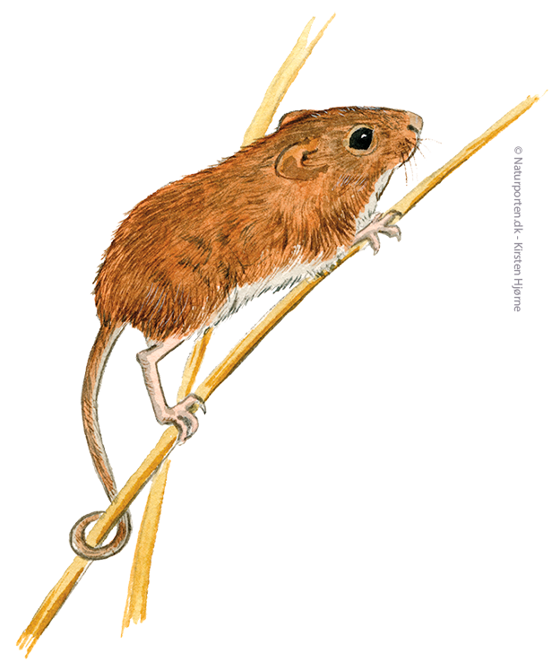 Dværgmus © Naturporten - Kirsten Hjørne