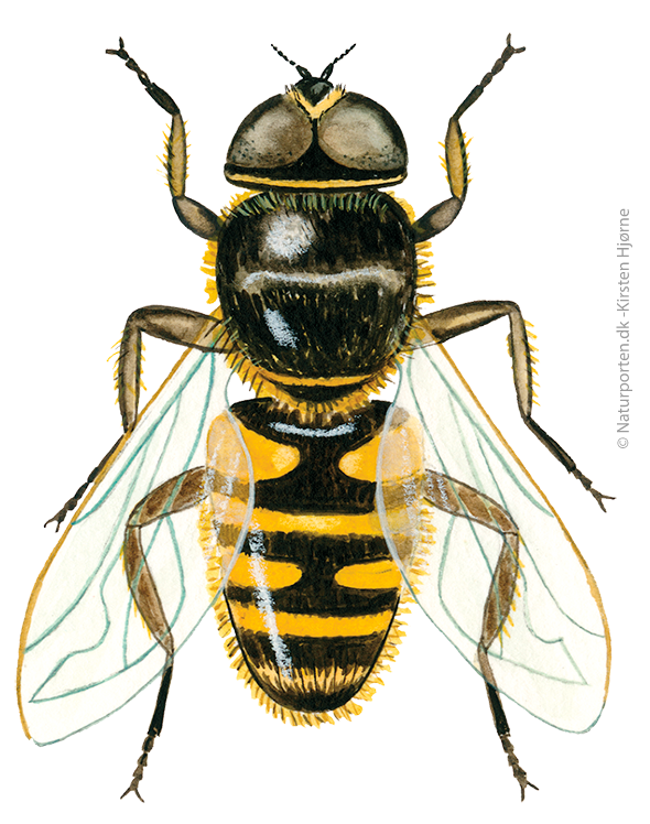 Dyndflue  © Naturporten - Kirsten Hjørne