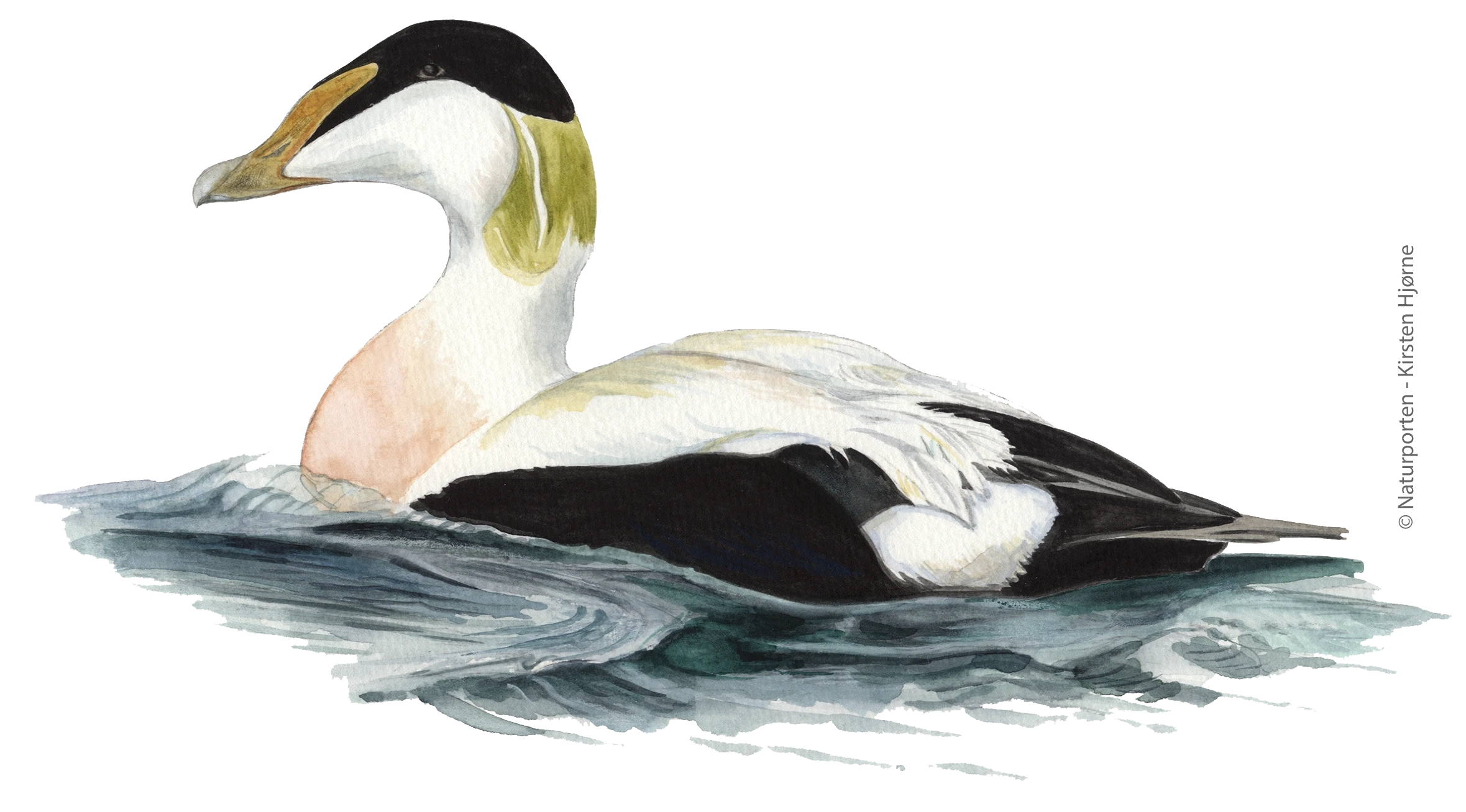Ederfugl han © Naturporten - Kirsten Hjørne