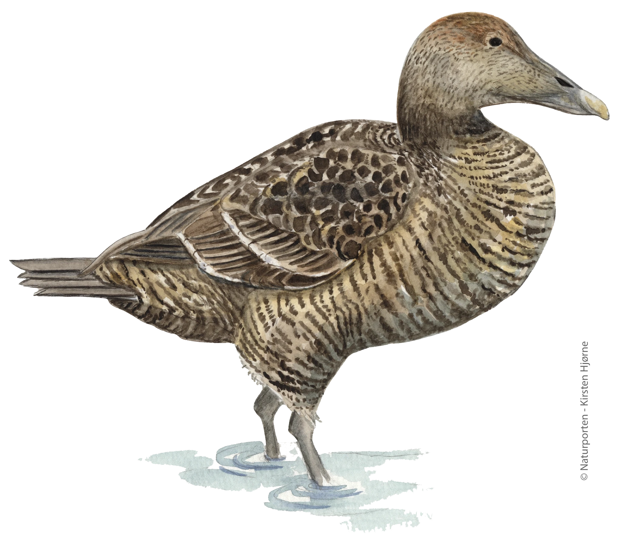 Ederfugl hun © Naturporten - Kirsten Hjørne