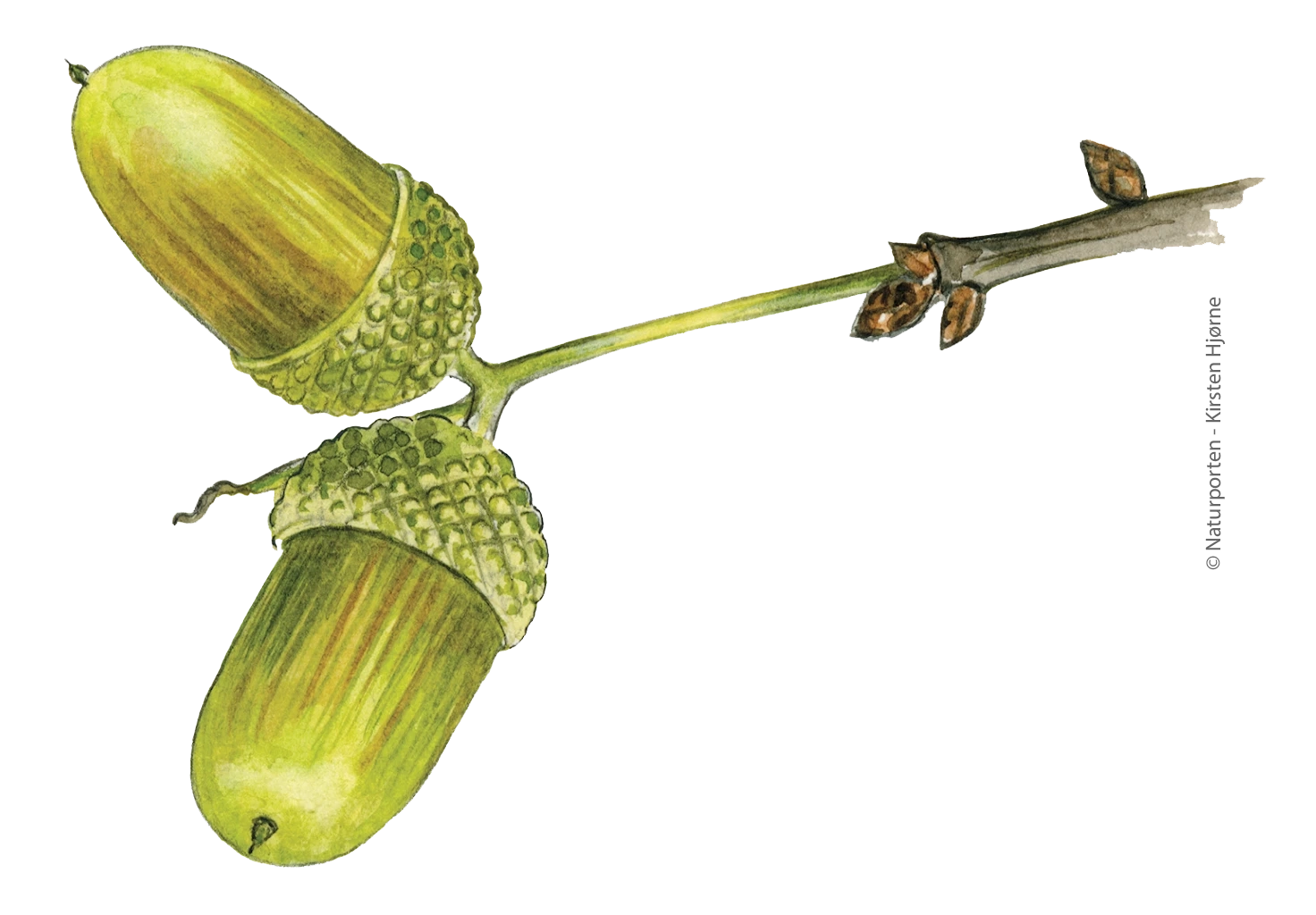 Eg agern © Kirsten Hjørne - Naturporten