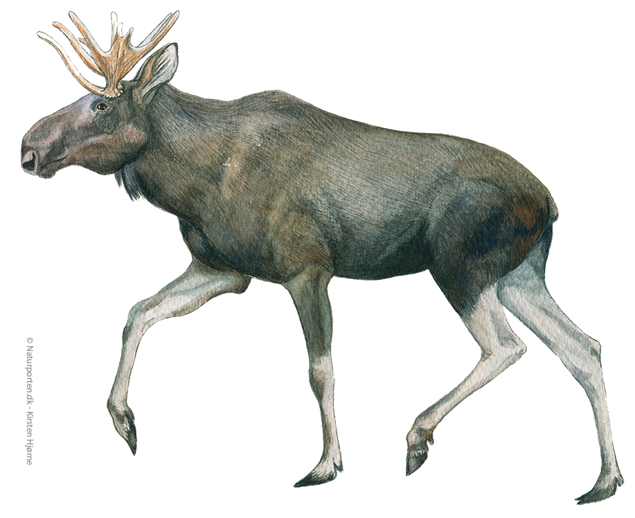Elg © Naturporten - Kirsten Hjørne