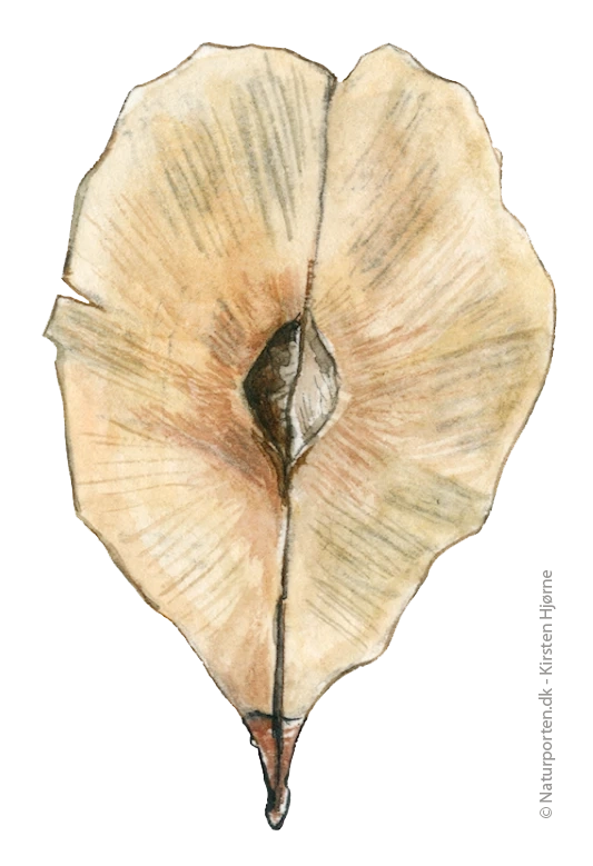 Elm frø © Kirsten Hjørne - Naturporten