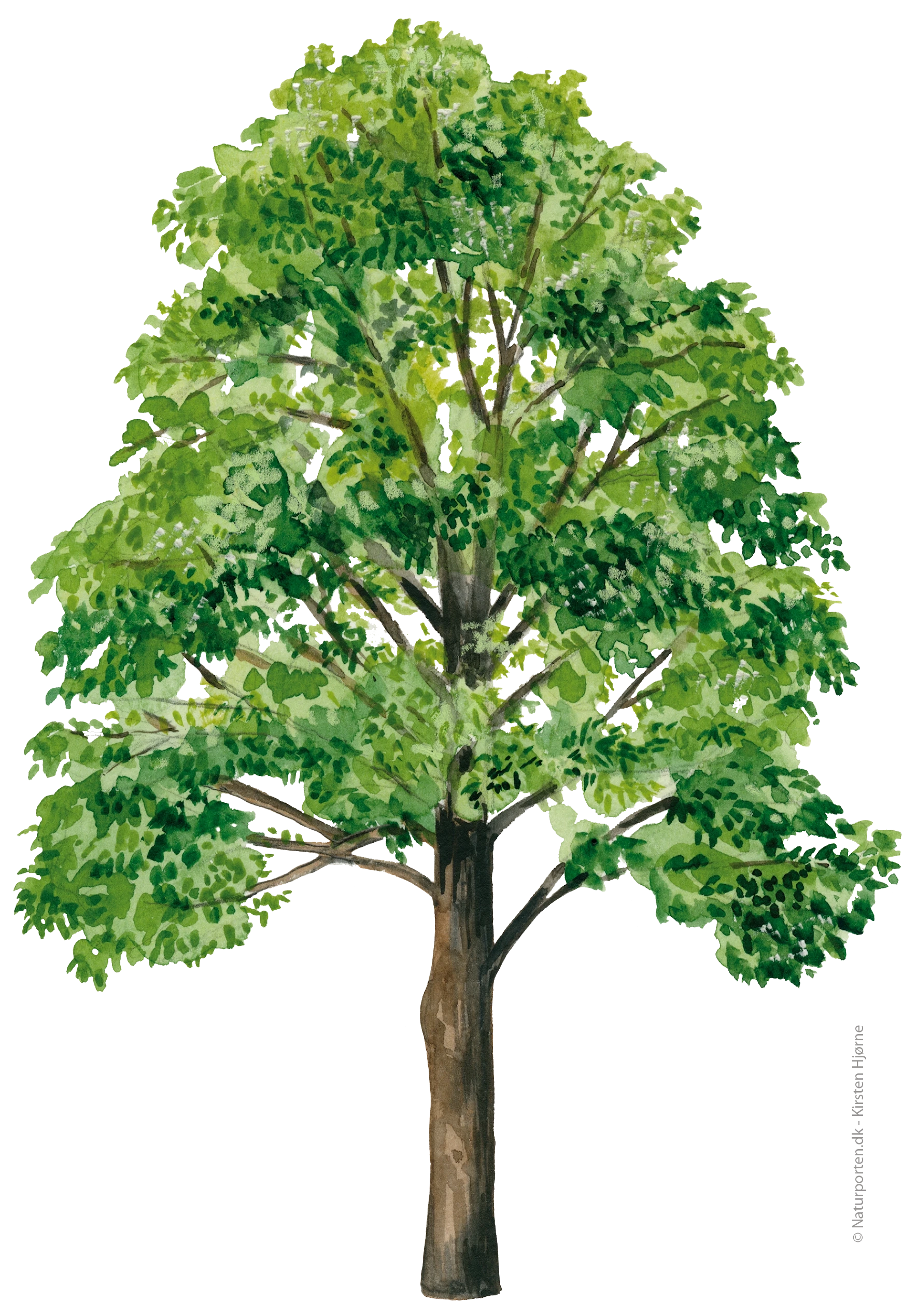 Elm © Naturporten - Kirsten Hjørne