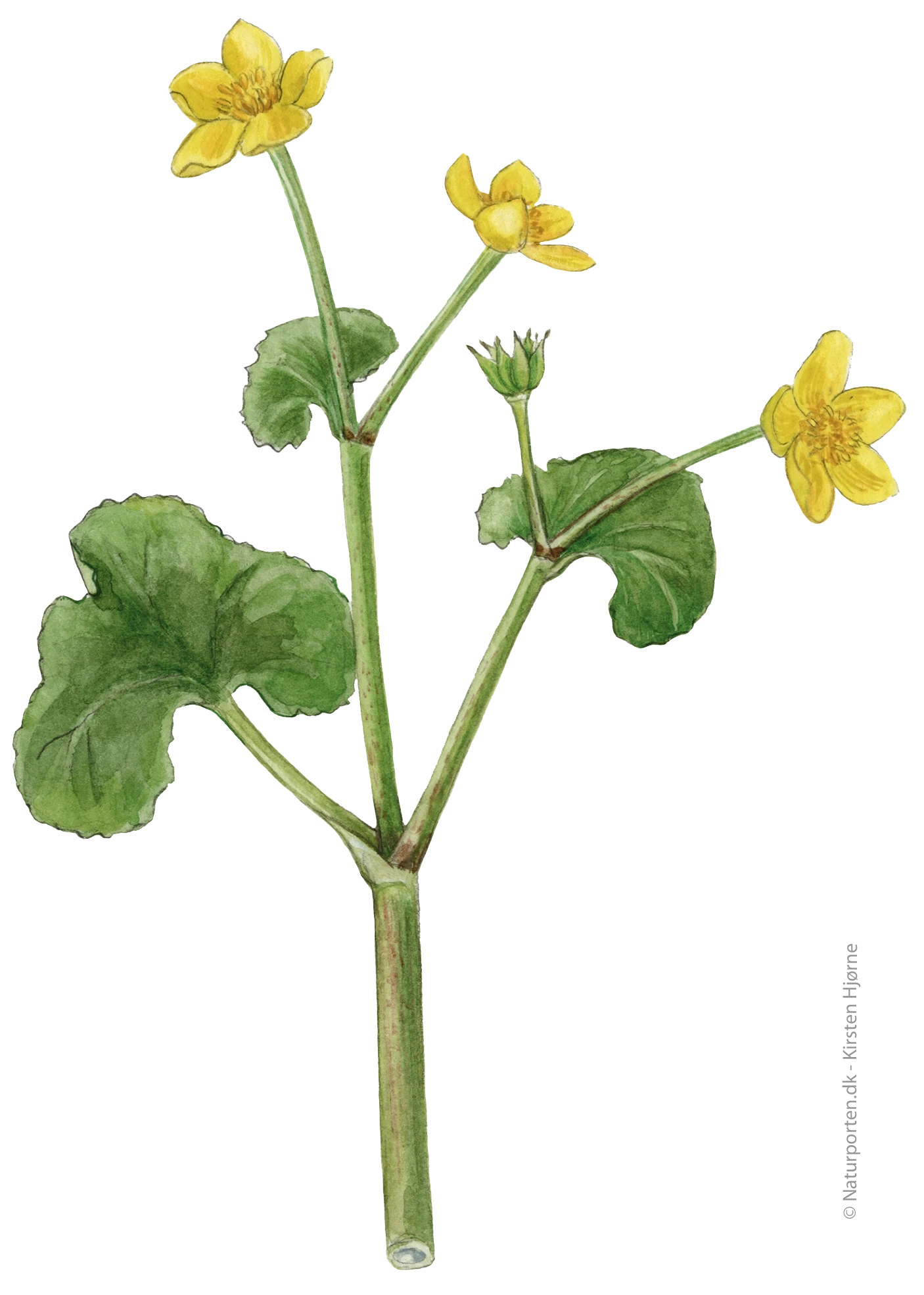 Engkabbeleje © Naturporten - Kirsten Hjørne
