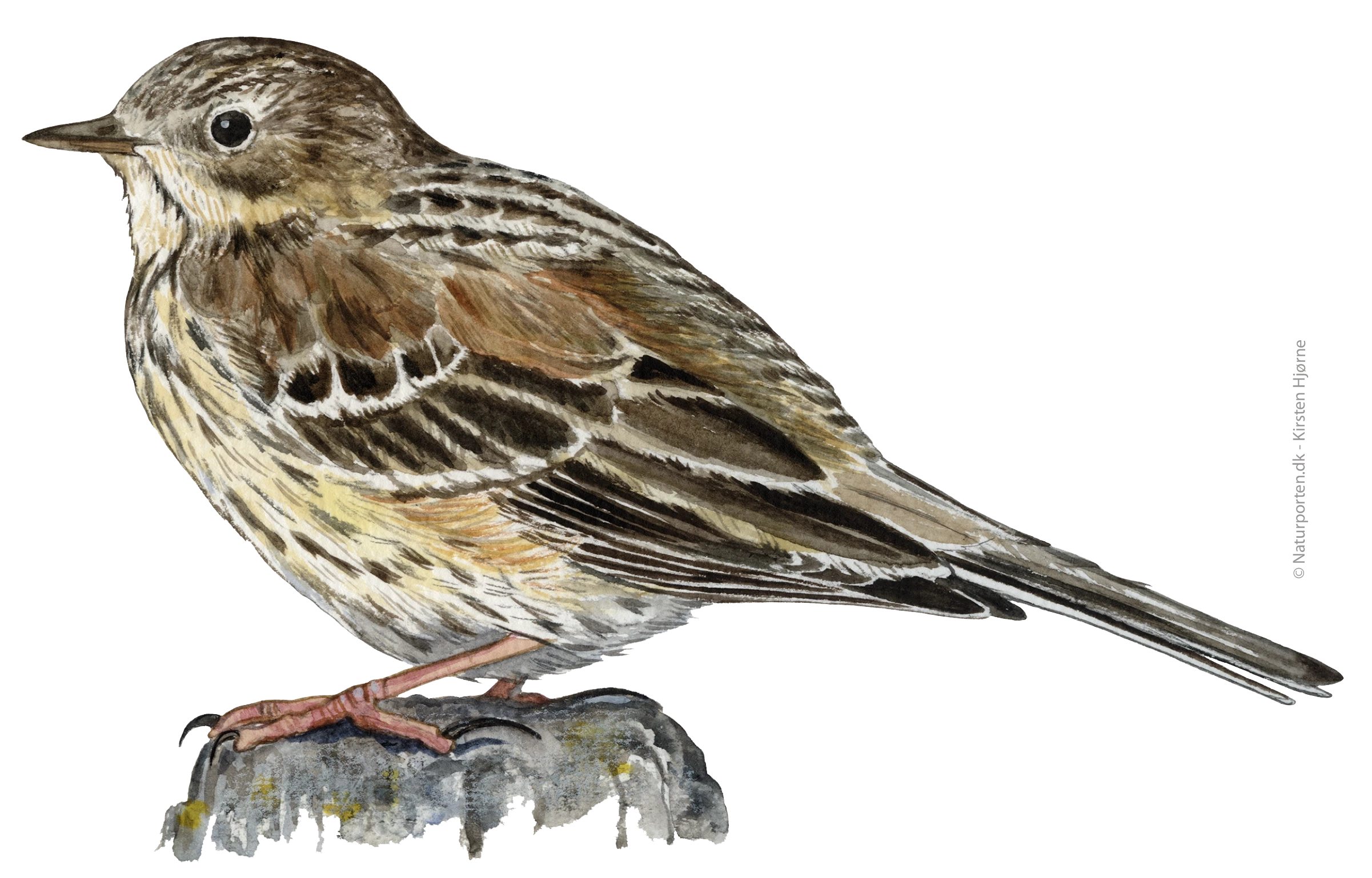 Engpiber © Naturporten - Kirsten Hjørne