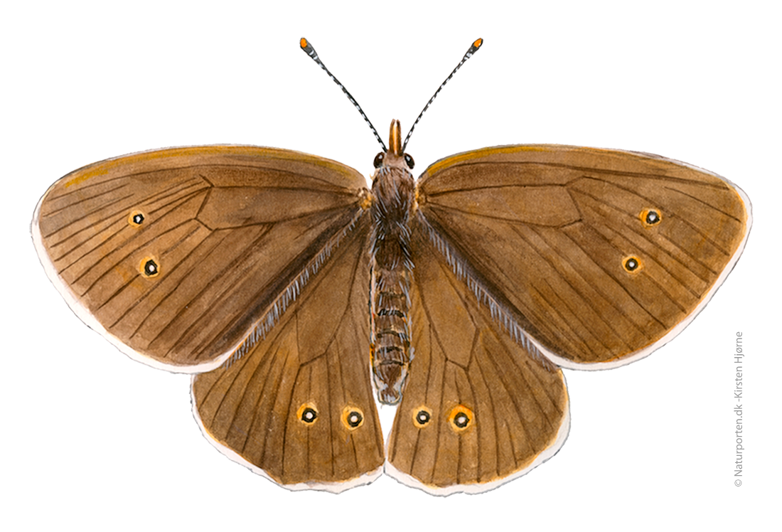 Engrandøje  © Naturporten - Kirsten Hjørne