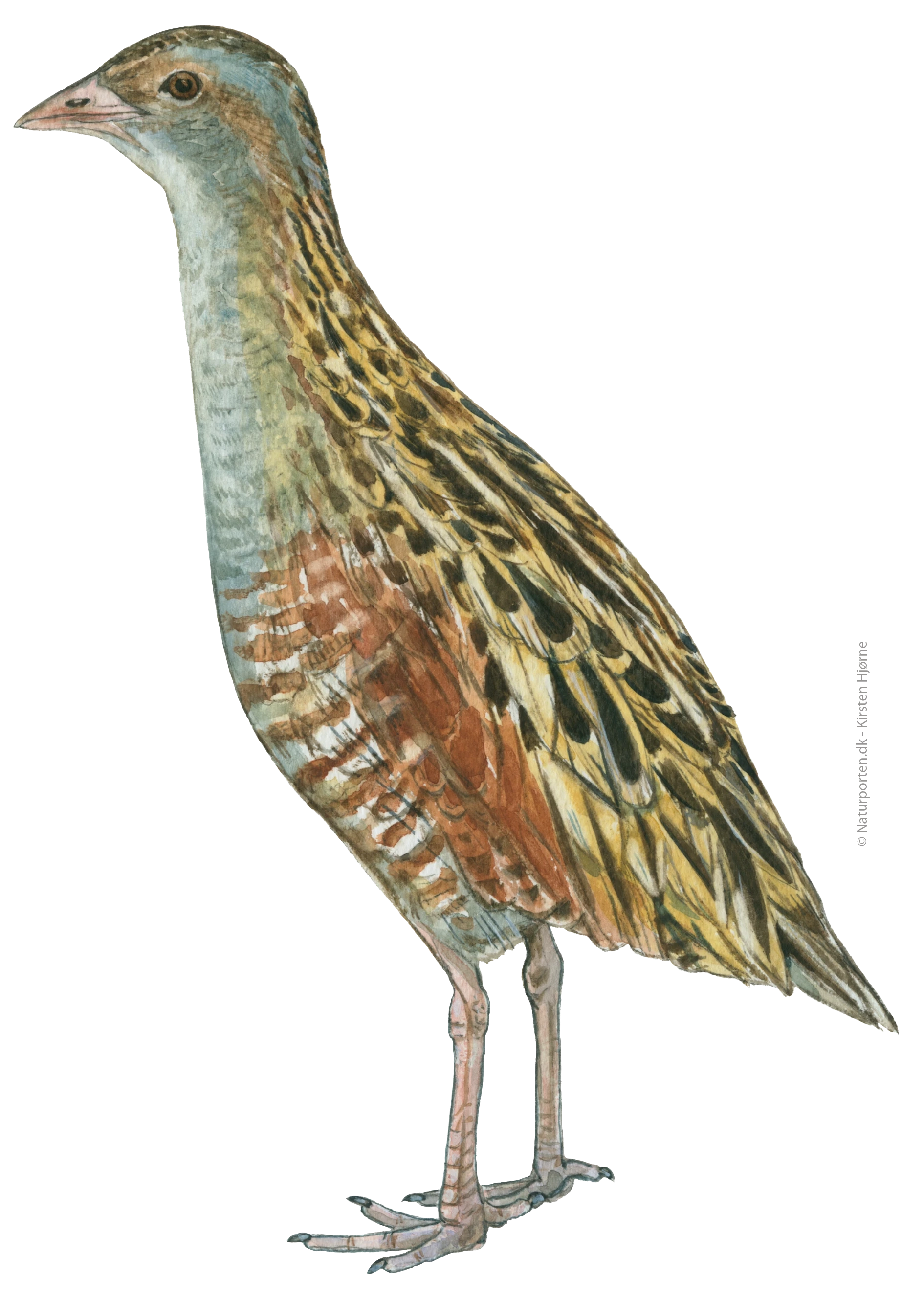 Engsnarre © Naturporten - Kirsten Hjørne