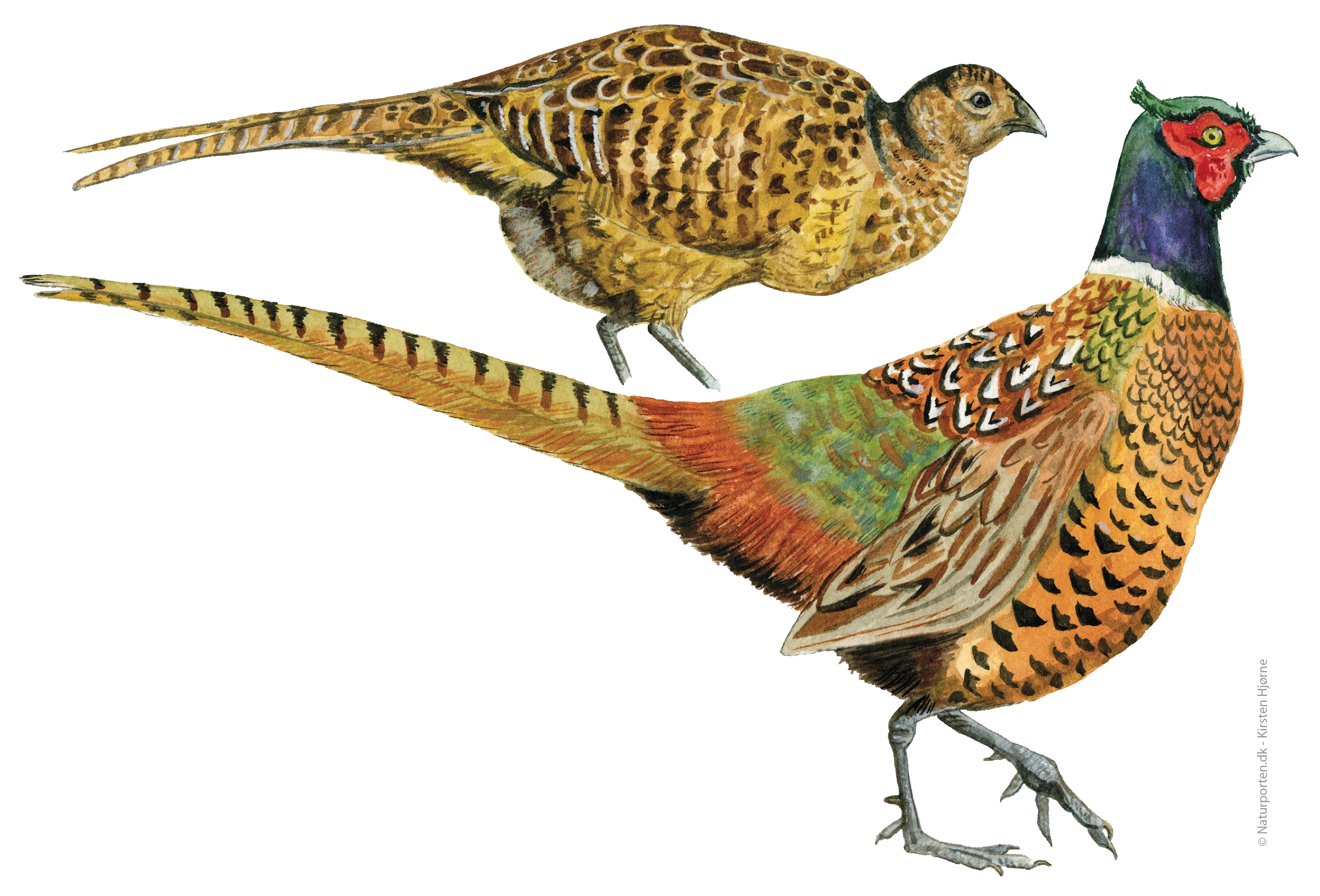 Fasan han og hun © Naturporten - Kirsten Hjørne