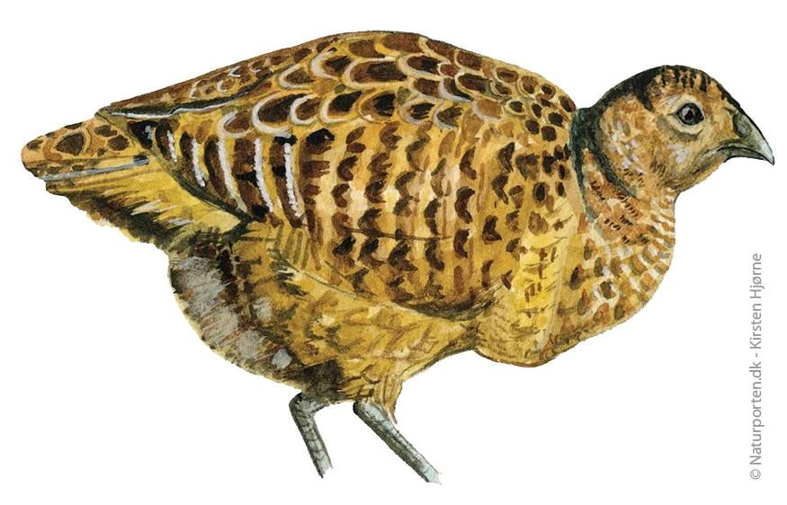 Fasankylling © Naturporten - Kirsten Hjørne