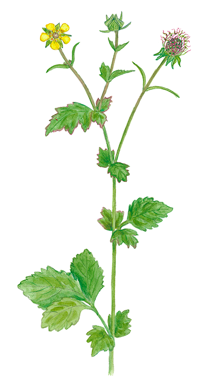 Feber-nellikerod © Naturporten - Kirsten Hjørne