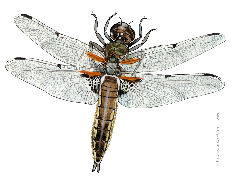 Fireplettet libel  © Naturporten - Kirsten Hjørne