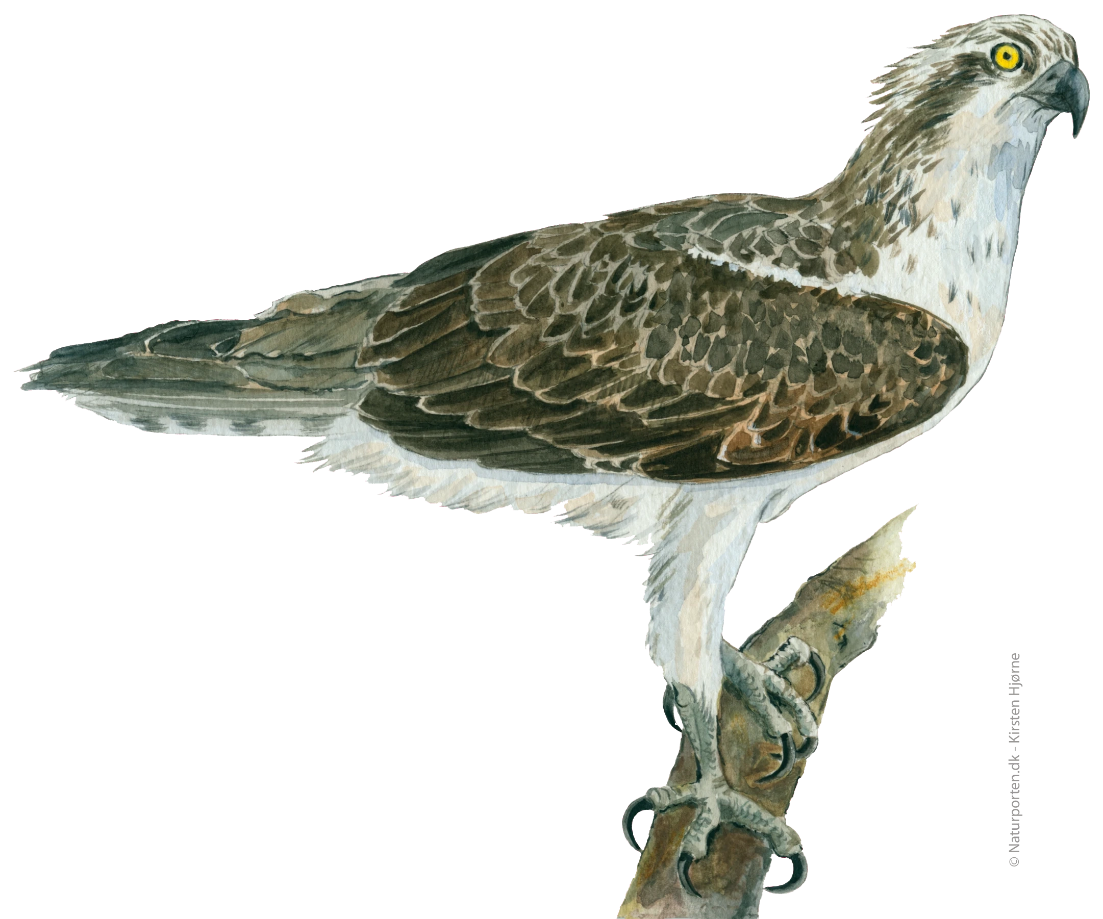 Fiskeørn © Naturporten - Kirsten Hjørne