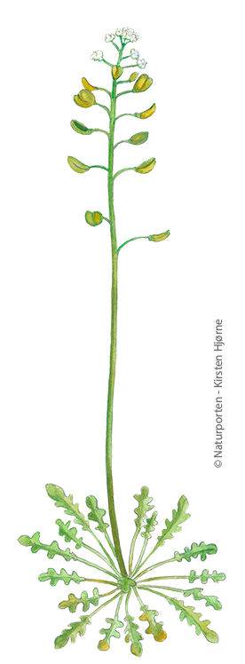 Flipkrave © Naturporten - Kirsten Hjørne