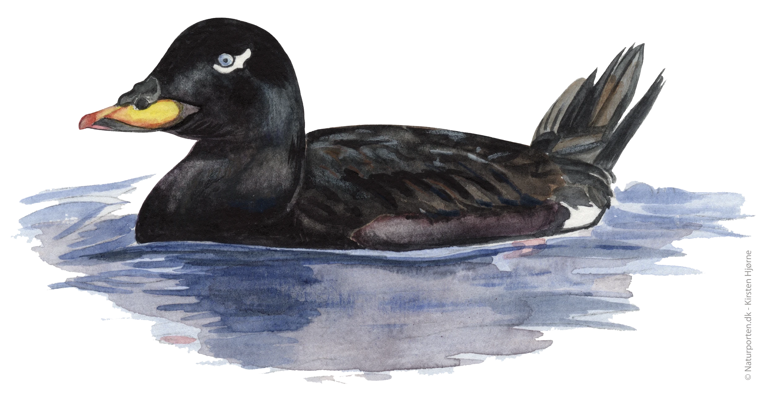 Fløjlsand han © Naturporten - Kirsten Hjørne