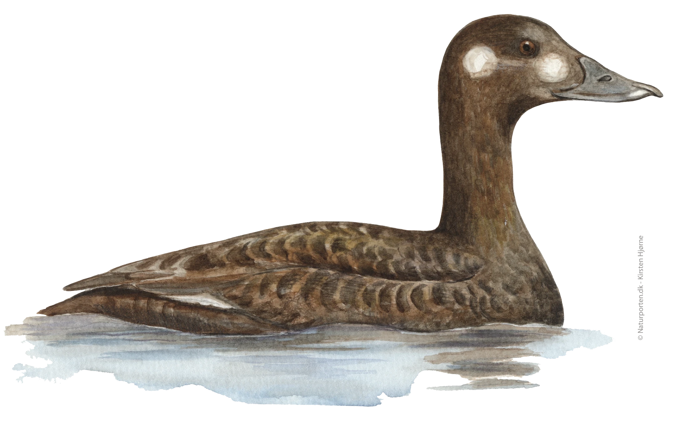 Fløjlsand hun © Naturporten - Kirsten Hjørne