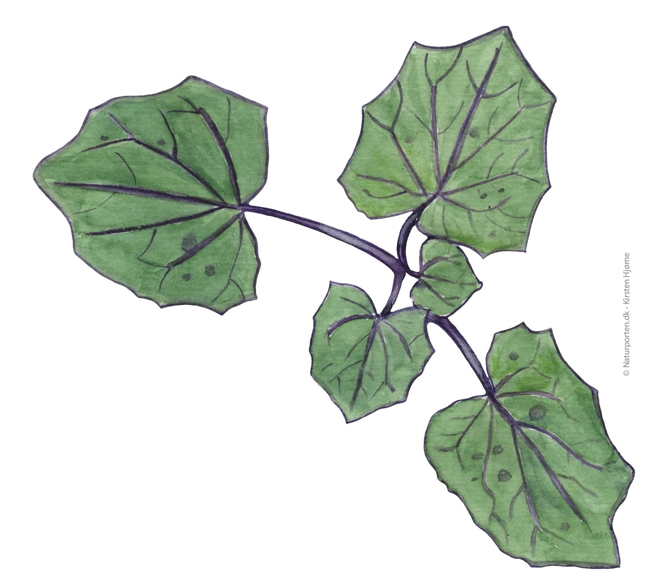 Følfod blad © Kirsten Hjørne I Tekst © Jørgen Steen