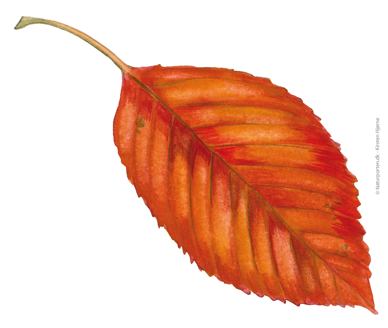 Fuglekirsebær blad © Kirsten Hjørne - Naturporten
