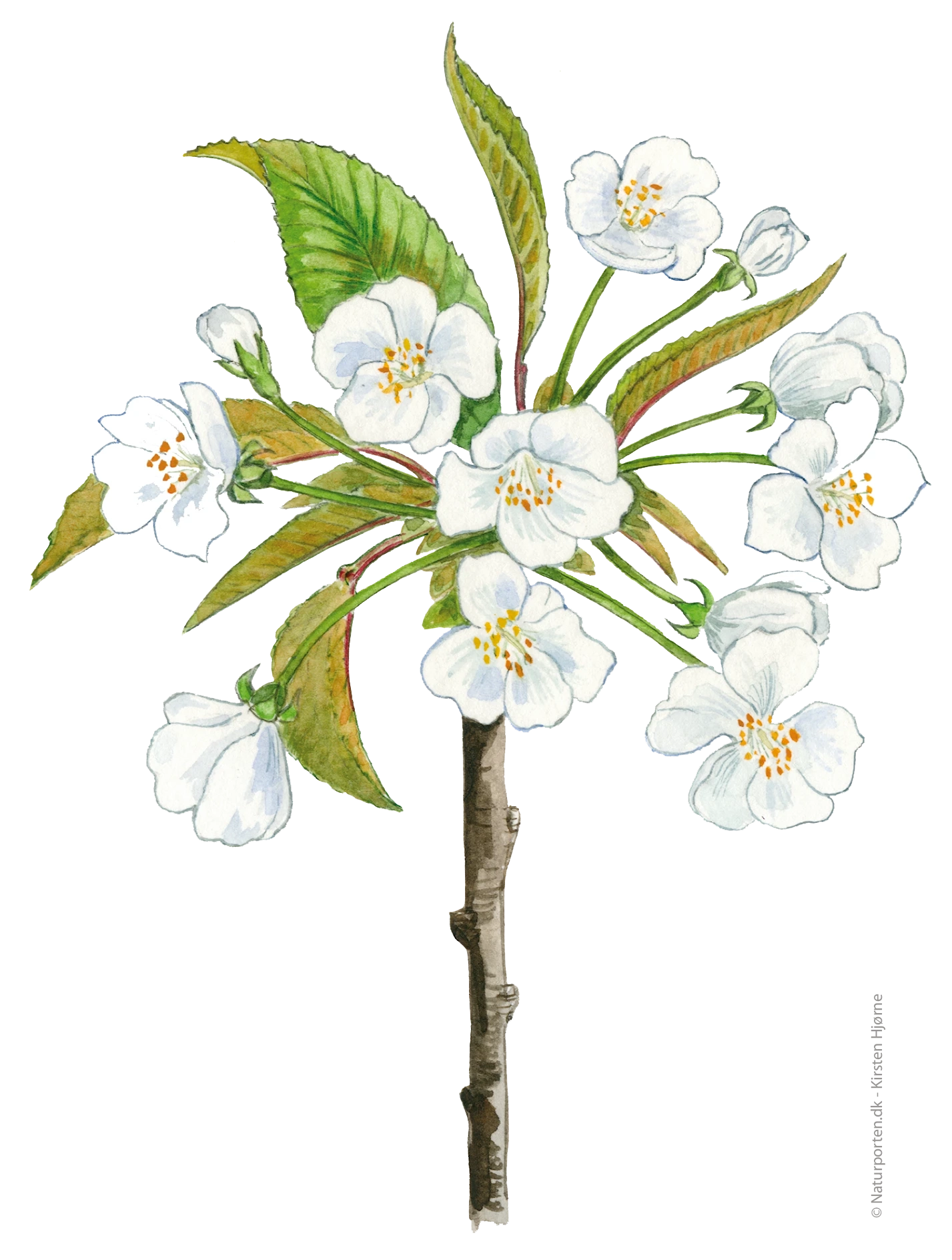 Fuglekirsebær blomst © Kirsten Hjørne - Naturporten