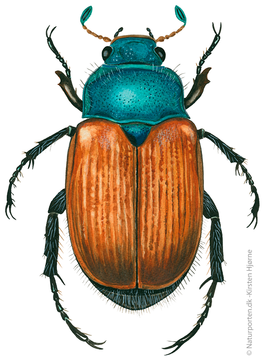 Gåsebille  © Naturporten - Kirsten Hjørne