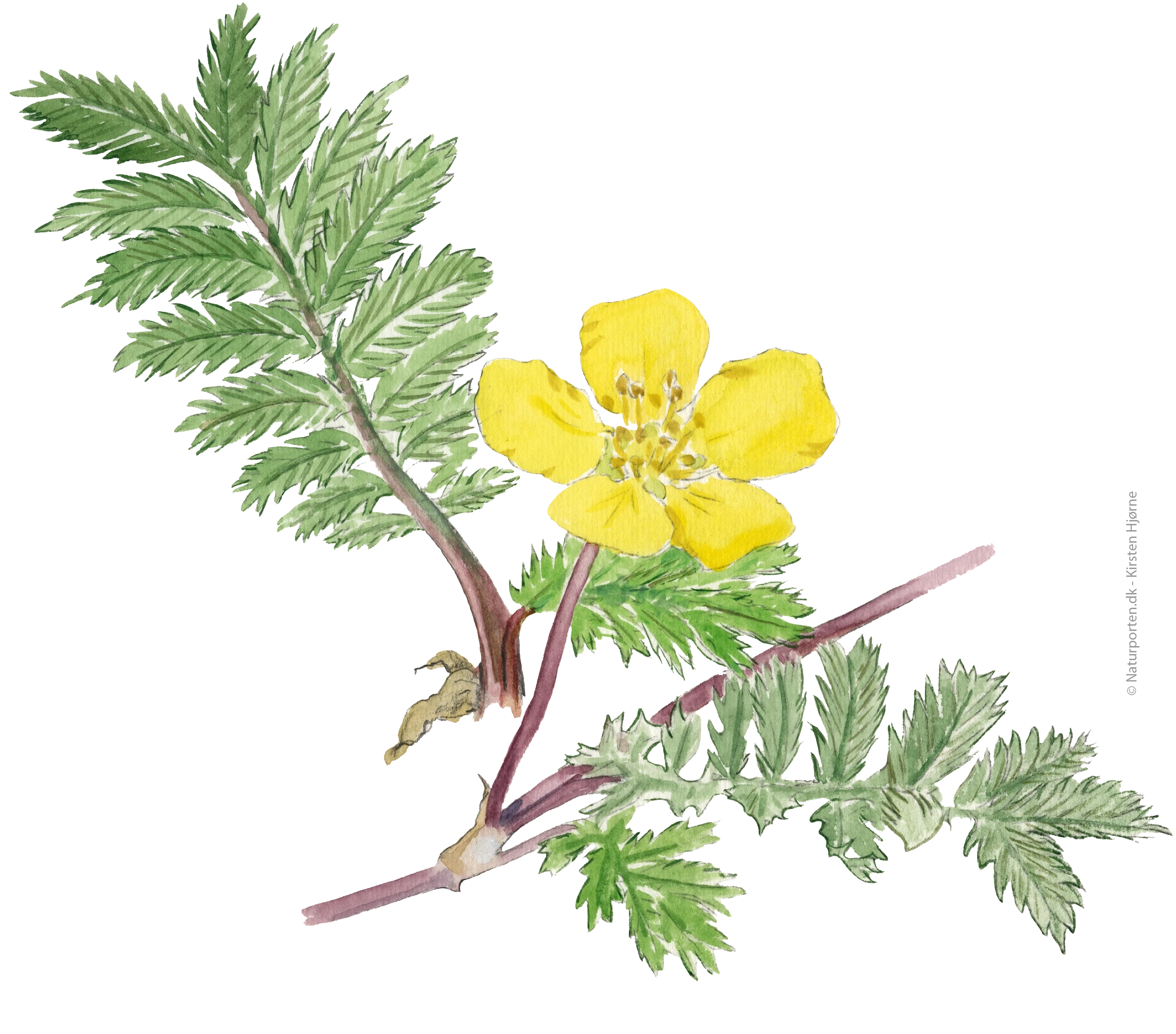 Gåsepotentil © Naturporten - Kirsten Hjørne