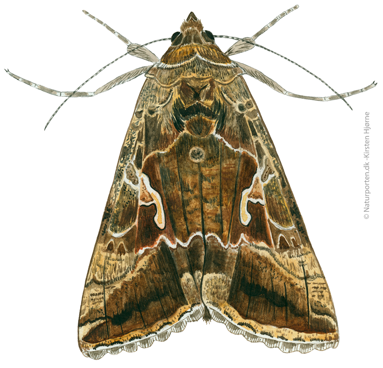 Gammaugle  © Naturporten - Kirsten Hjørne