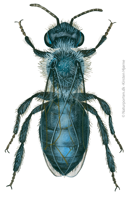 Sort (Grå) jordbi © Naturporten - Kirsten Hjørne