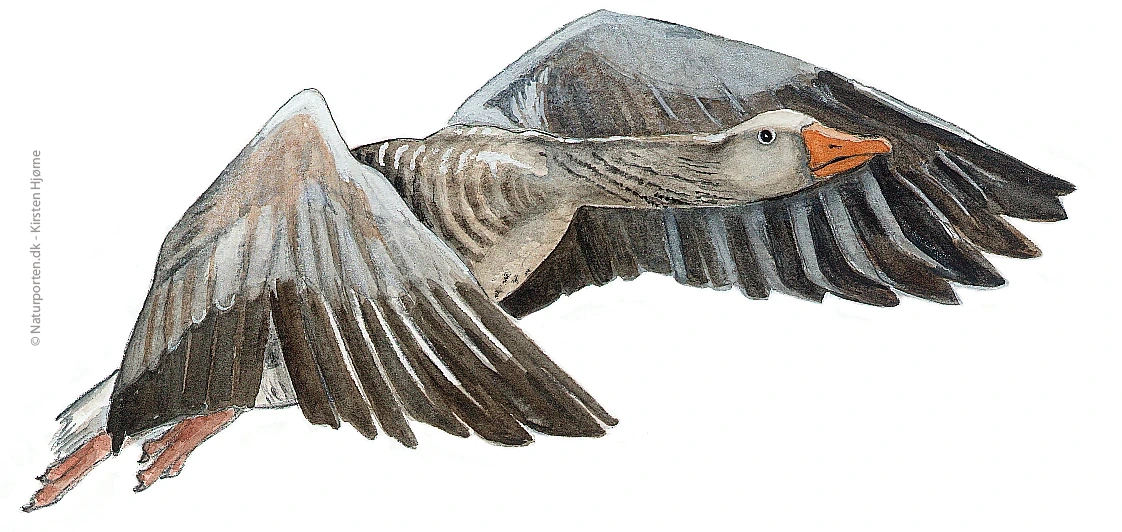 Grågås flyvende© Naturporten - Kirsten Hjørne