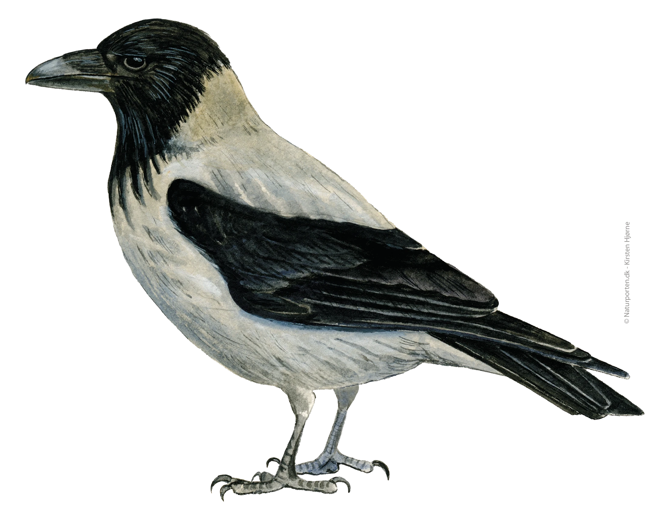 Gråkrage © Naturporten - Kirsten Hjørne
