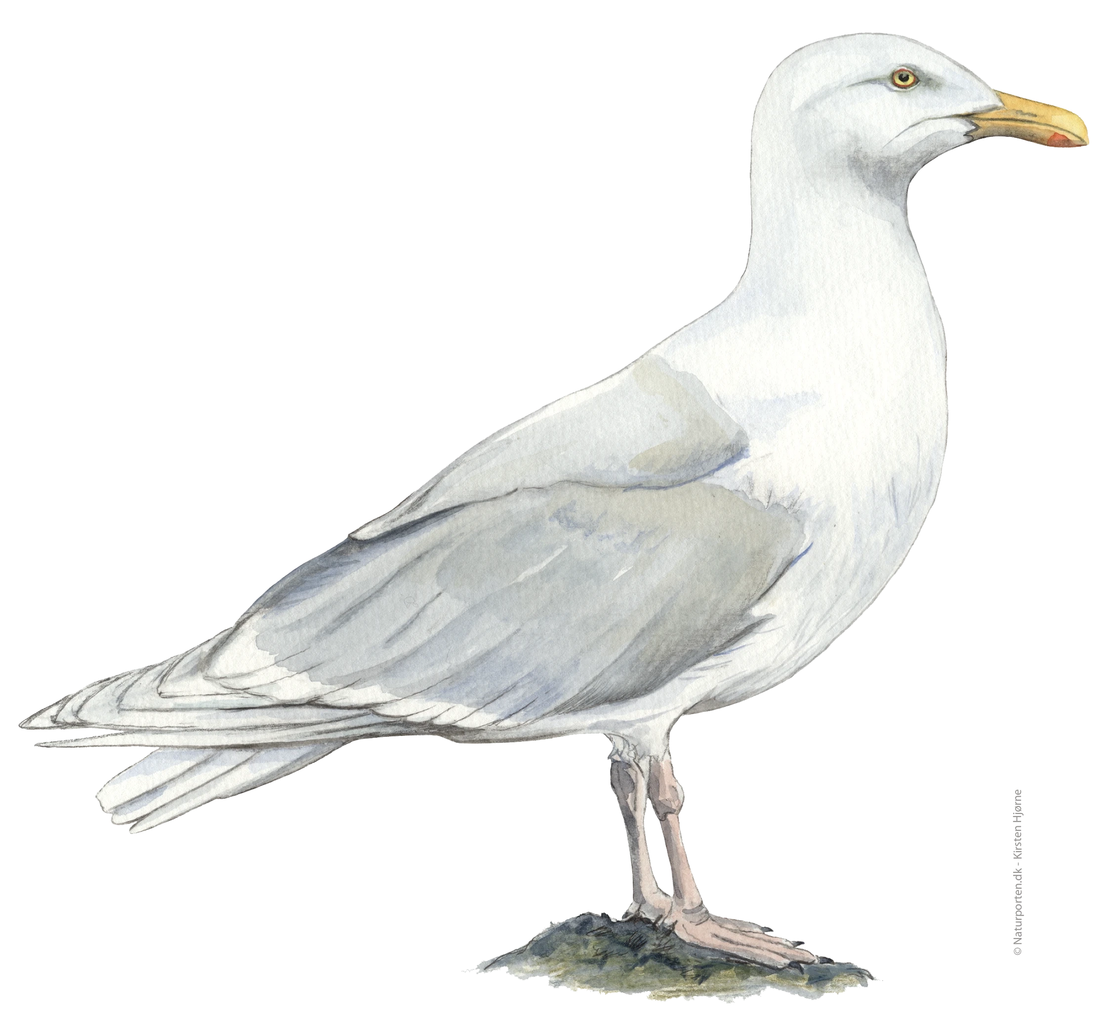 Gråmåge © Naturporten - Kirsten Hjørne