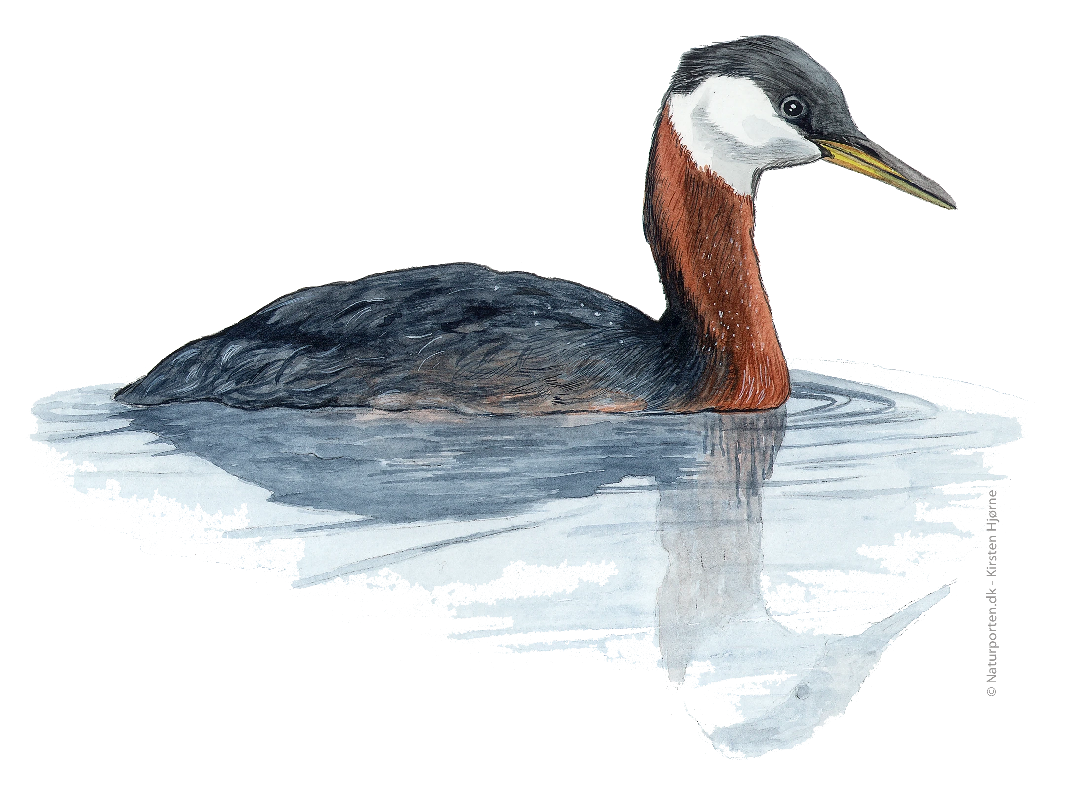 Gråstrubet lappedykker © Naturporten - Kirsten Hjørne